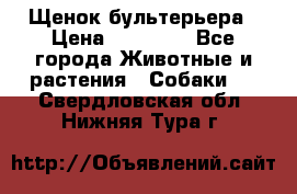 Щенок бультерьера › Цена ­ 35 000 - Все города Животные и растения » Собаки   . Свердловская обл.,Нижняя Тура г.